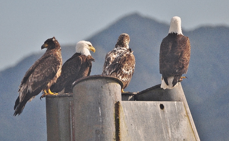 bald eagles on post